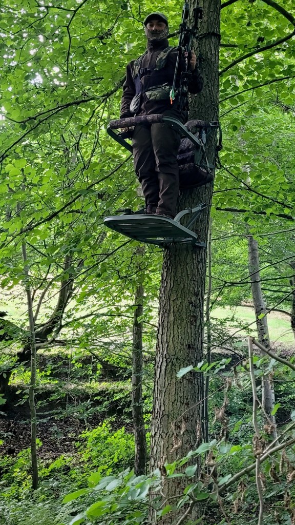 Installation en treestand lors de mes premières sorties de chasse à l’arc