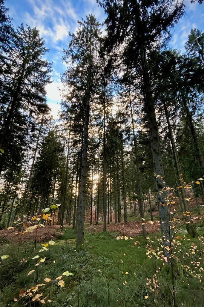 Sapinière baignée de lumière lors d'une battue à l'arc dans les Ardennes françaises