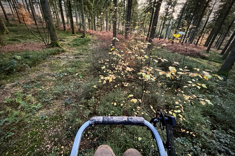 Vue depuis un climbing treestand lors d'une battue à l'arc