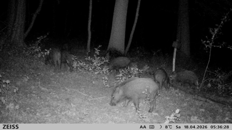 Compagnie de sangliers photographiée par une caméra de chasse quelques minutes avant un affût à l'arc