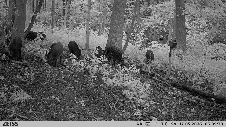 Compagnie de sangliers photographiée par une caméra de surveillance dans un bois du Hainaut