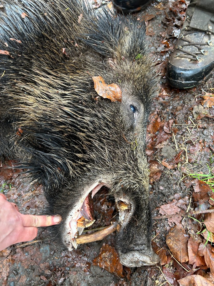 Défenses du verrat prélevé par Logan lors de sa première battue à l'arc à Thilay