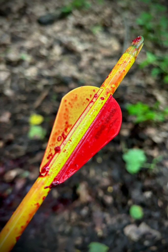 Flèche de chasse portant des traces de sang après un tir sur sanglier
