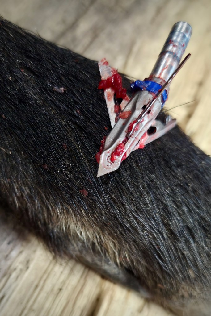 Lame de chasse récupérée après le prélèvement d’un sanglier à l’arc