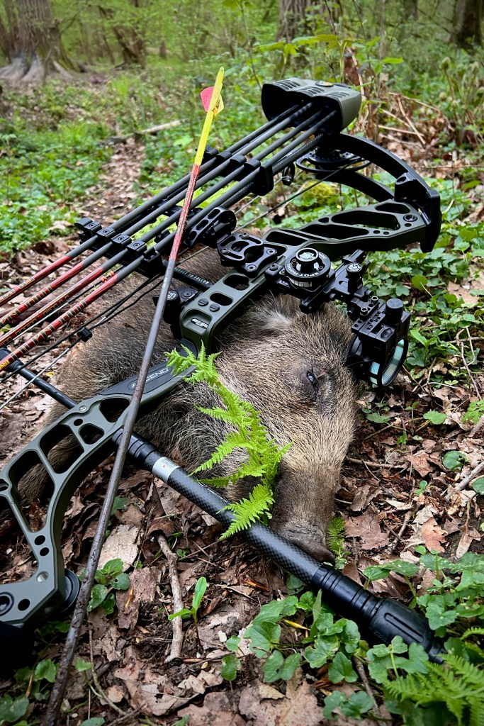 Bête rousse prélevée à l'arc retrouvée dans un sous-bois humide