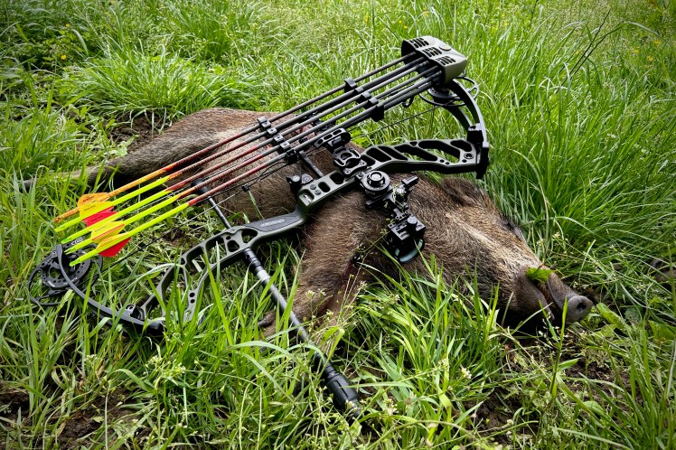 Sanglier prélevé à l'arc couché dans une prairie avec un arc à poulies posé sur lui