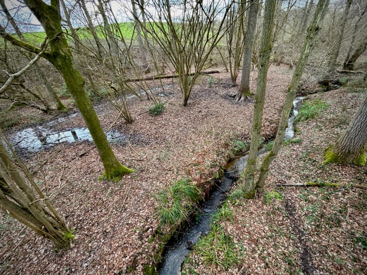 Petit vallon boisé traversé par un ruisseau sur un territoire de chasse dans le Hainaut