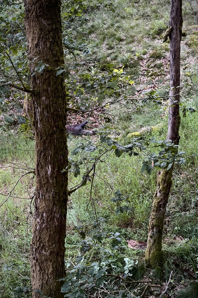 Verrat prélevé à l’arc lors d’un affût sur le territoire de Thilay