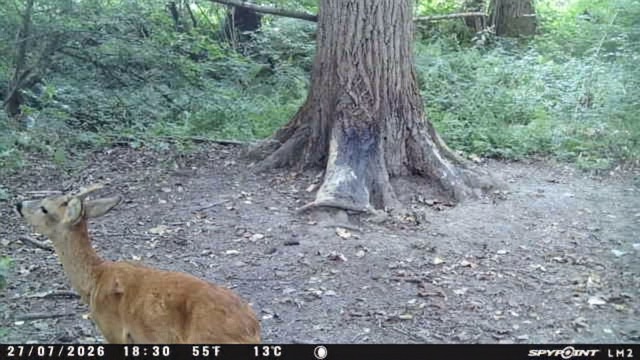Flèche photographié douze jours après le tir par une caméra de surveillance.