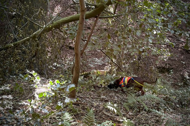 Jeune chien de recherche au sang travaillant sur la voie du brocard.