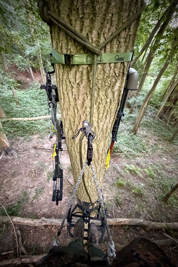 Vue depuis une plateforme de chasse en hauteur avec l'arc suspendu à l'arbre.