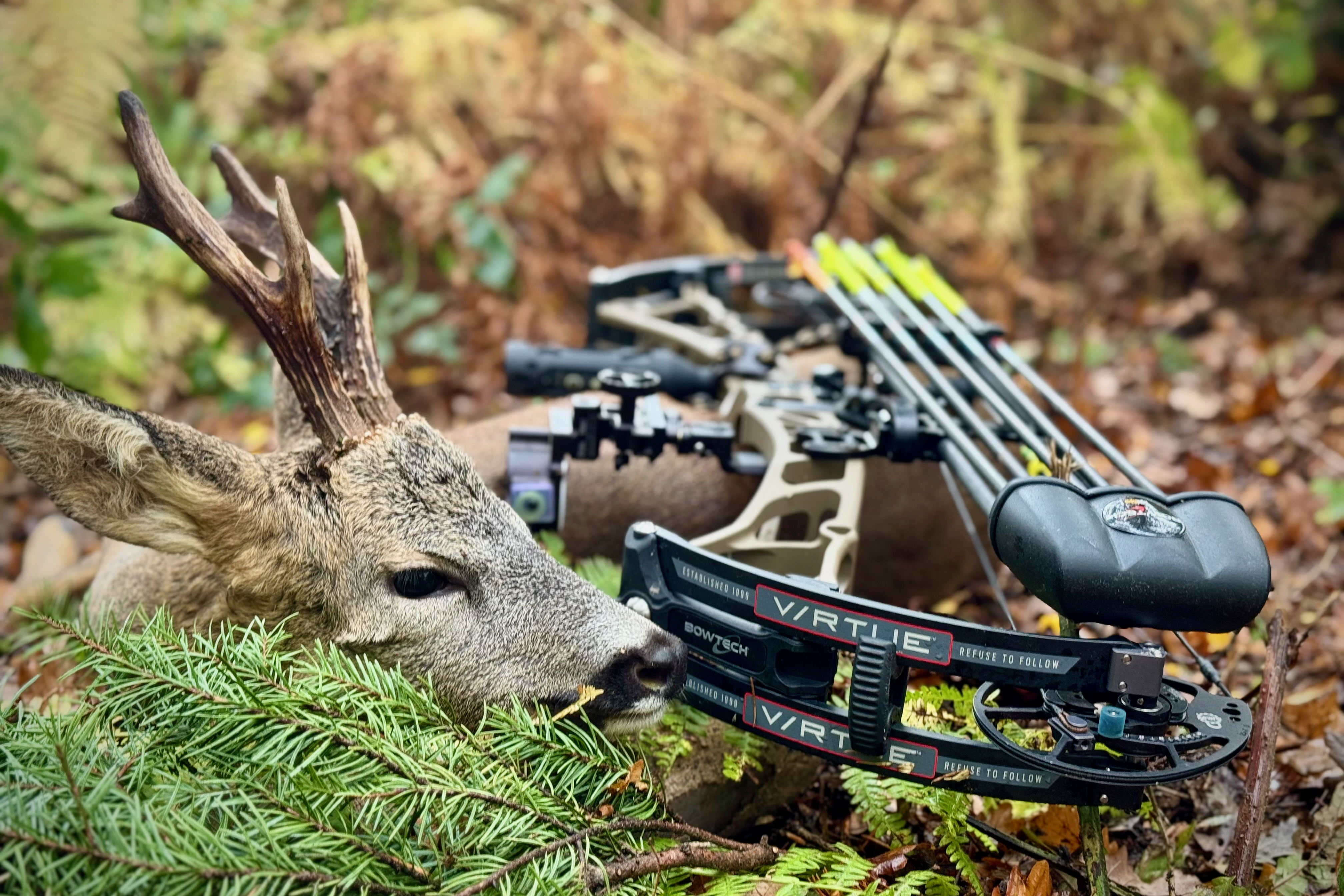 Jean Galoppin, brocard et arc Bowtech Virtue