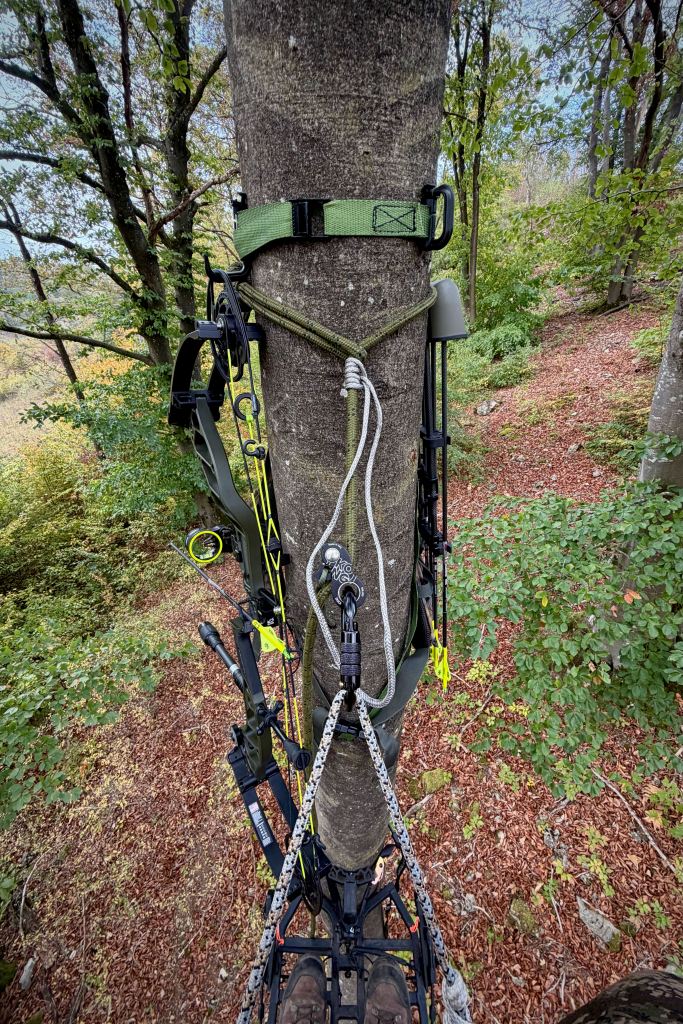 Équipement de chasse à l'arc et installation en saddle autour d'un arbre en forêt